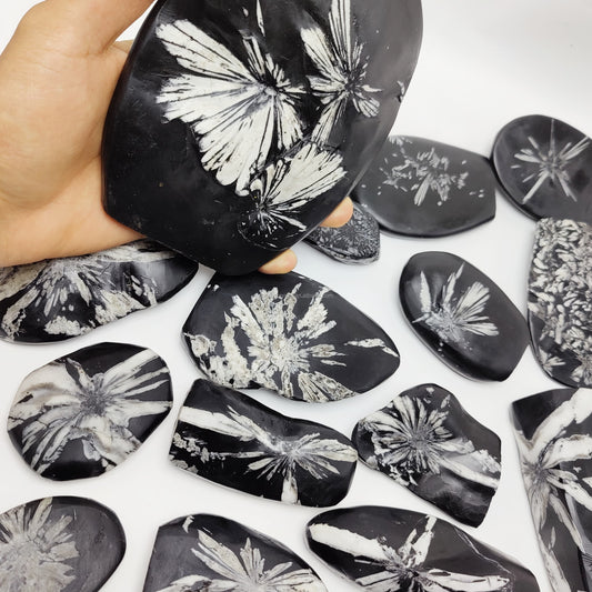 natural healing crystals spiritual crystals wholesale bulk Chrysanthemum fossil stone for Healing Decoration